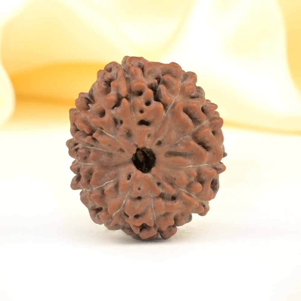 Collector 11 Mukhi from Java Indonesia - CXXII