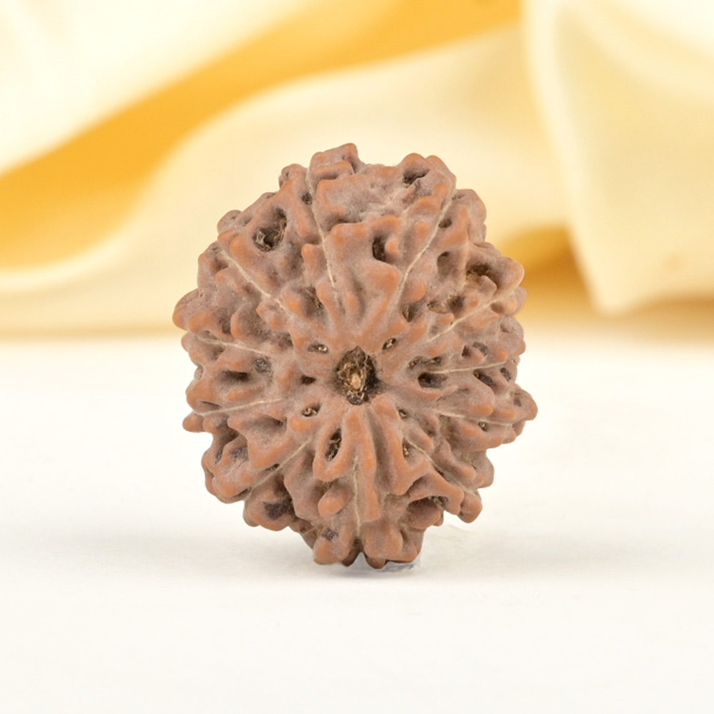 Collector 11 Mukhi from Java Indonesia - CXXIII