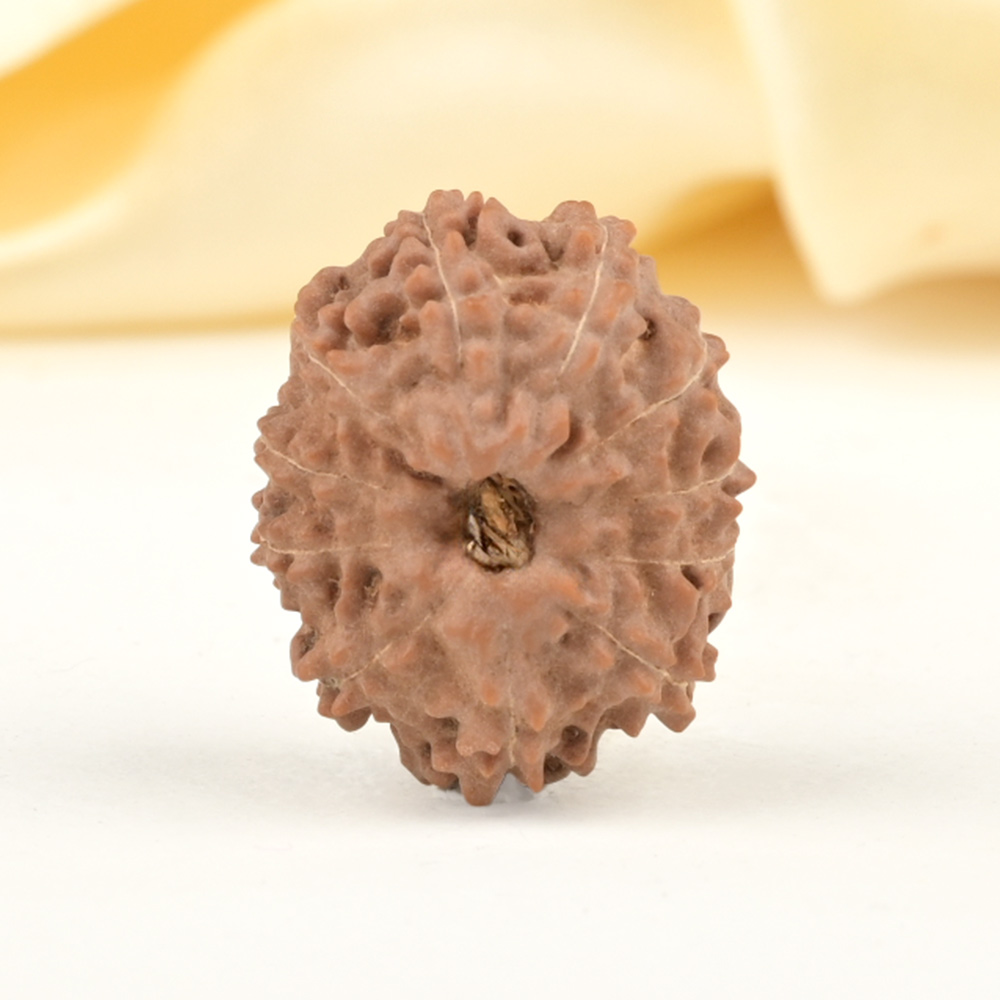 Collector 11 Mukhi from Java Indonesia - CXXIV