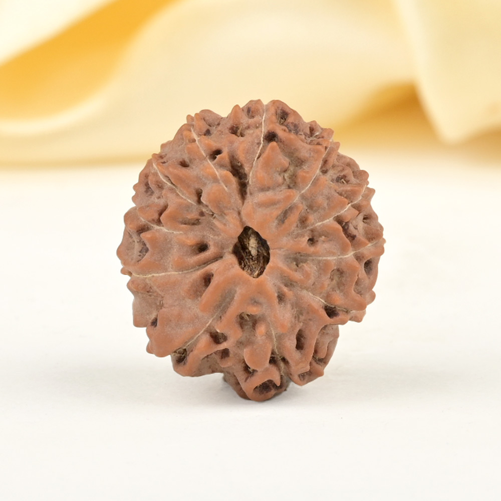 Collector 11 Mukhi from Java Indonesia - CXXV