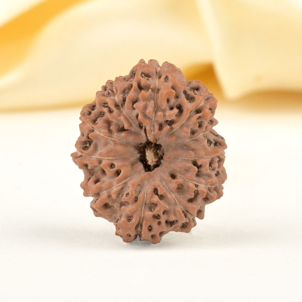 Collector 11 Mukhi from Java Indonesia - CXXVI