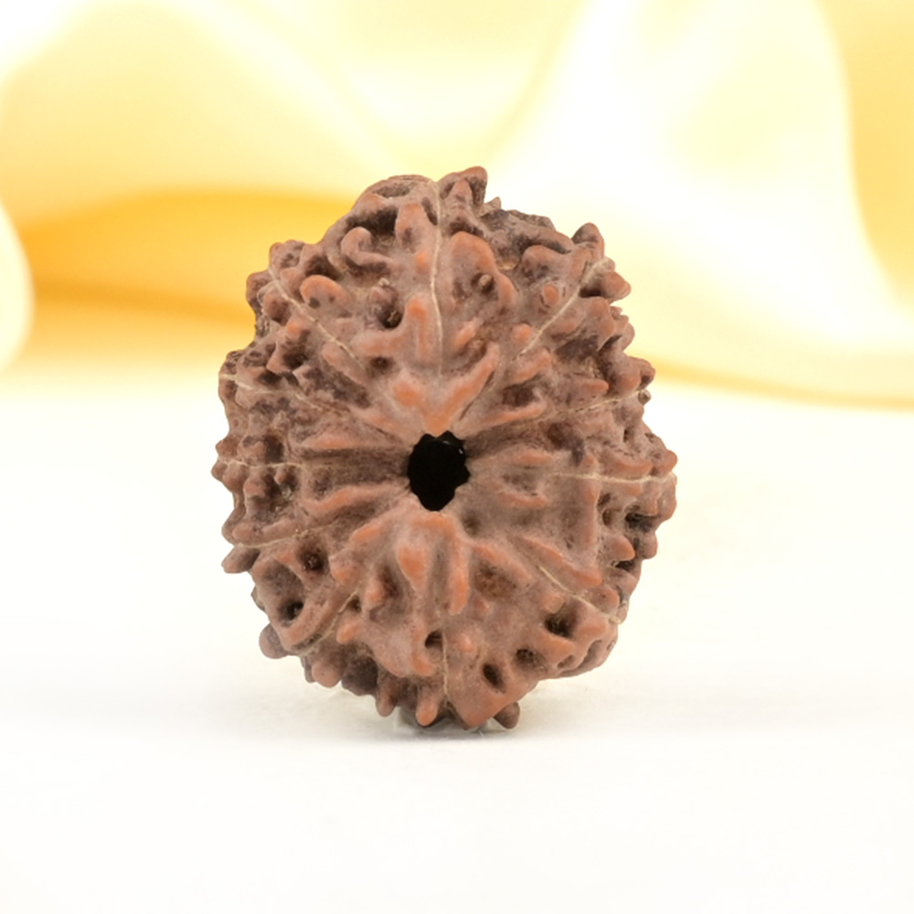 Collector 11 Mukhi from Java Indonesia - CXXVII