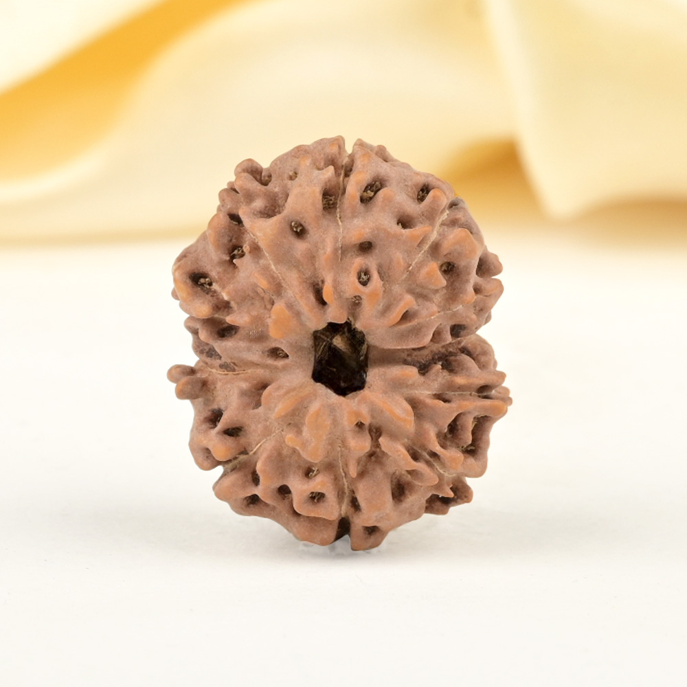 Collector 11 Mukhi from Java Indonesia - CXXVIII