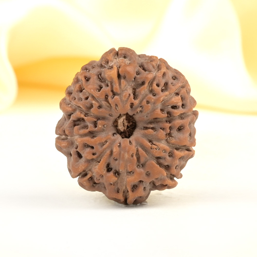 Collector 11 Mukhi from Java Indonesia - CXXIX