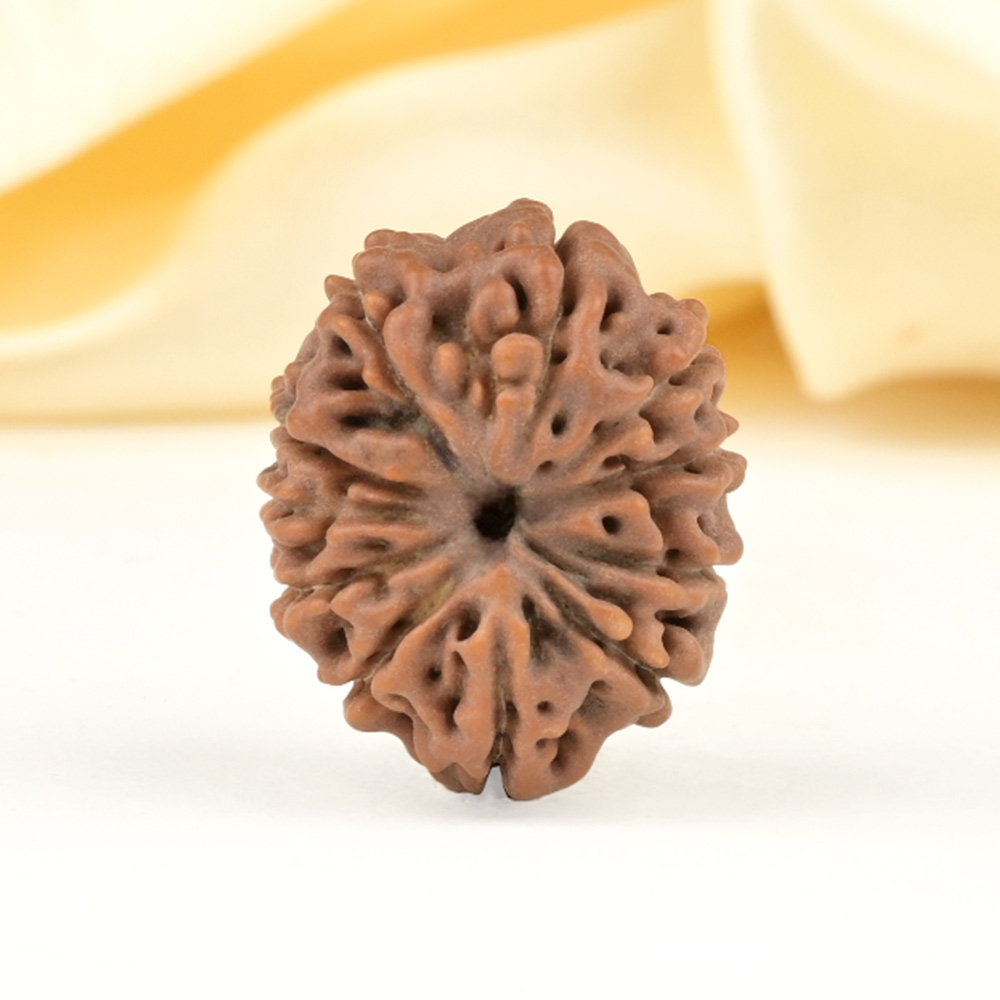 Collector 11 Mukhi from Java Indonesia - CXXX