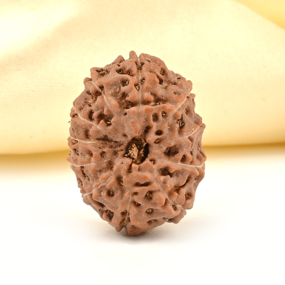 Collector 11 Mukhi from Java Indonesia - CXXXI