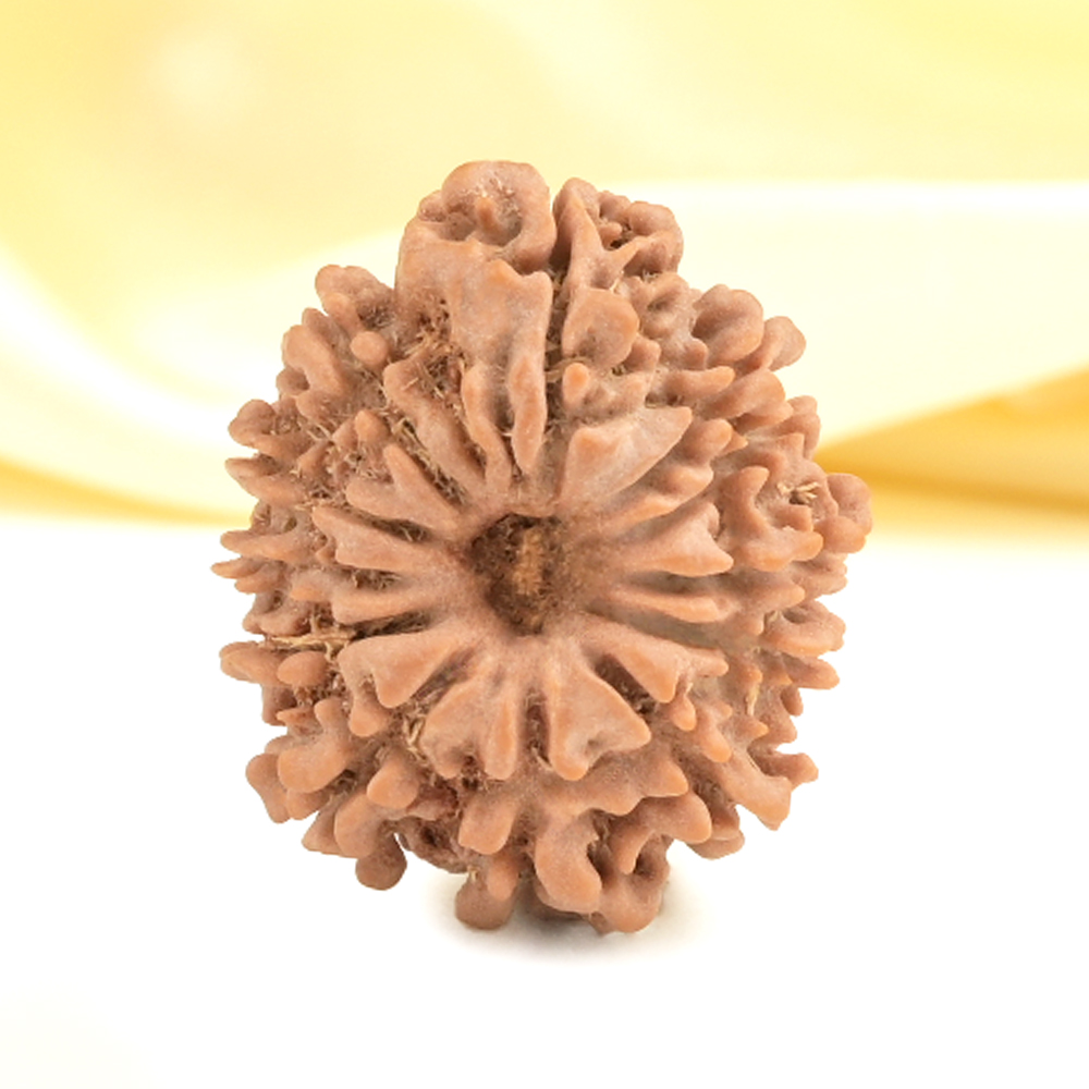 12 Mukhi from Nepal Small - CDXXXIII