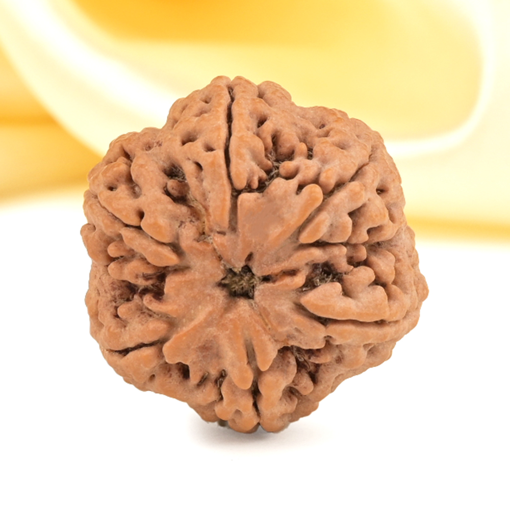 Super Collector 6 Mukhi from Nepal - CDXXXVII