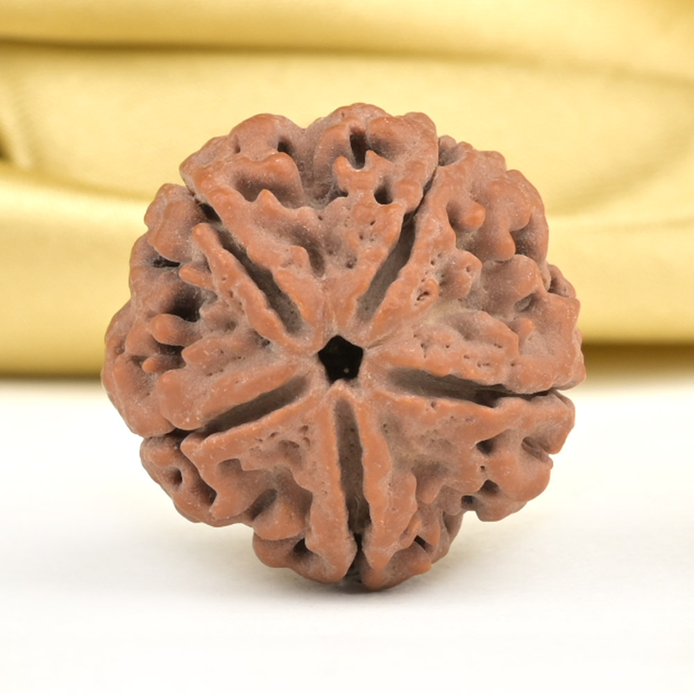 Collector 5 Mukhi from Nepal - DLXXXIV