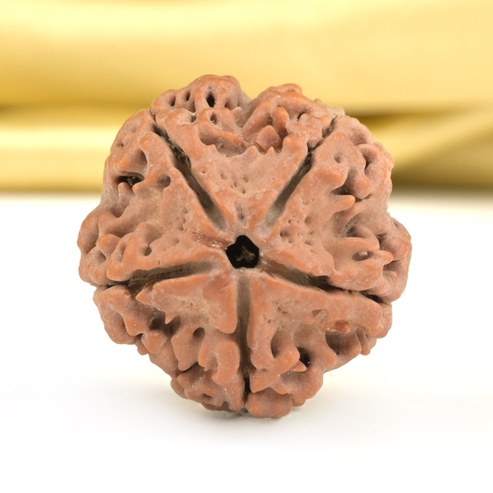 Collector 5 Mukhi from Nepal - DLXXXV