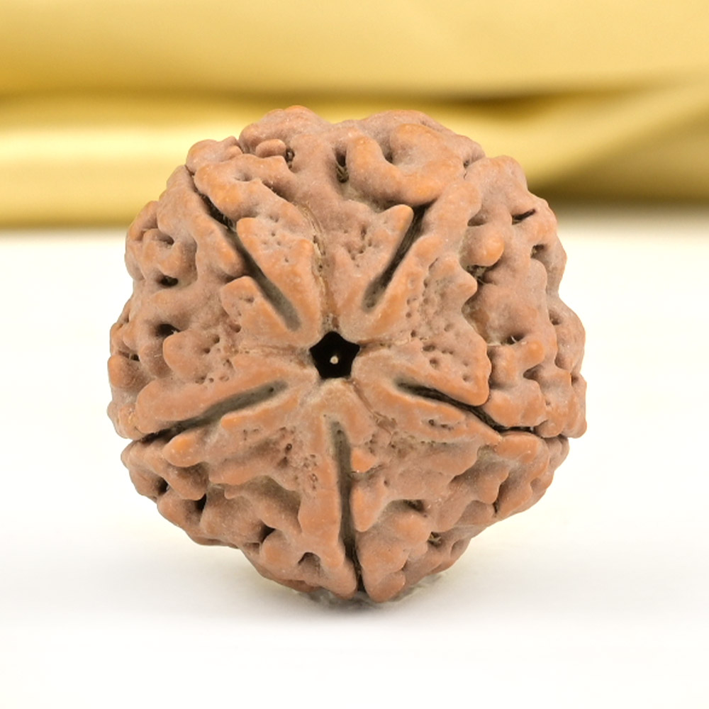 Collector 5 Mukhi from Nepal - DLXXXVI