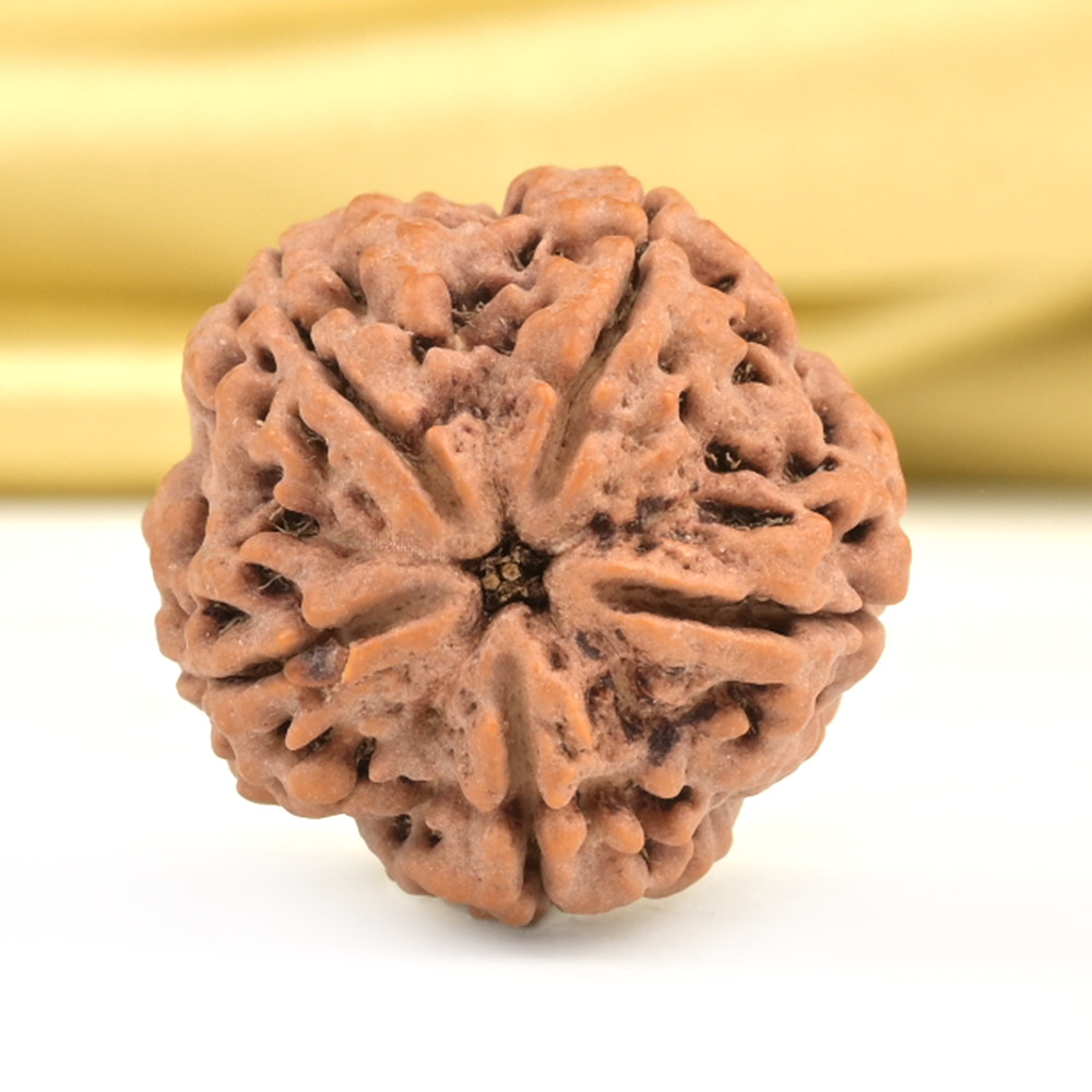 Collector 5 Mukhi from Nepal - DLXXXVII