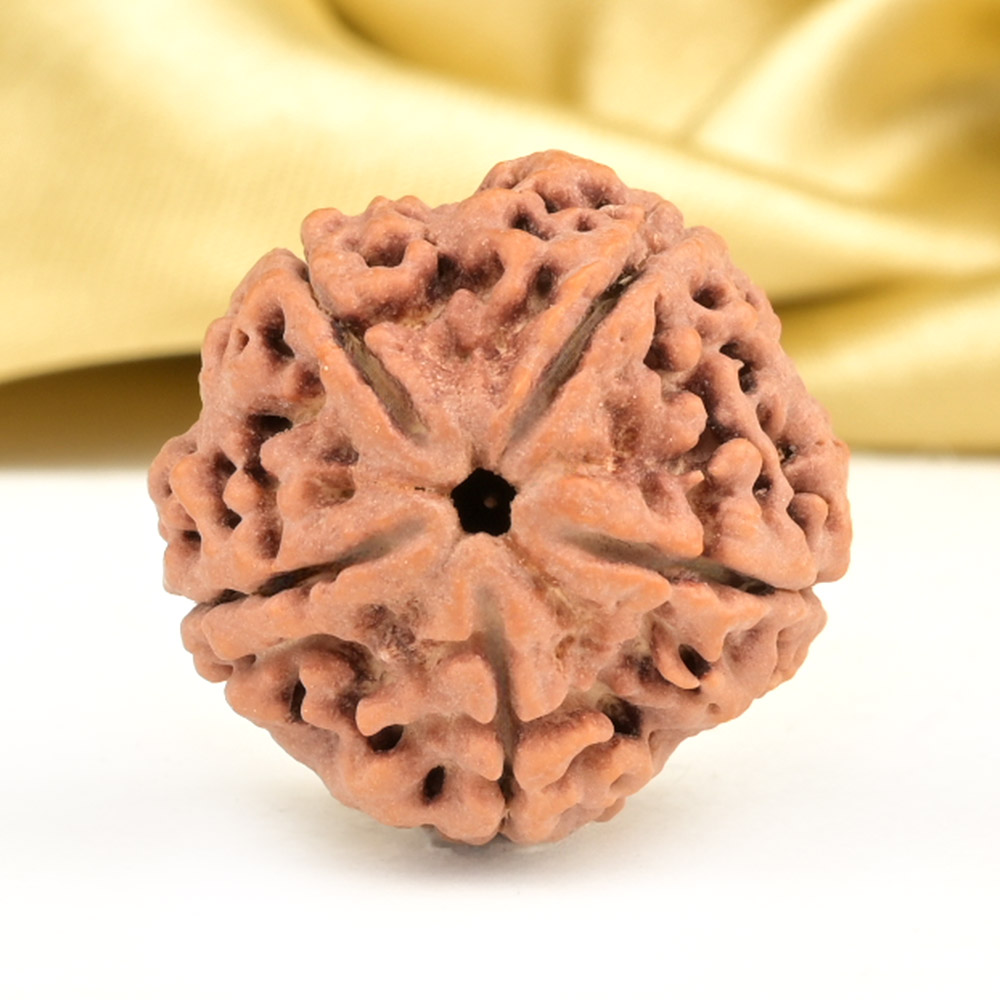 Collector 5 Mukhi from Nepal - DLXXXVIII