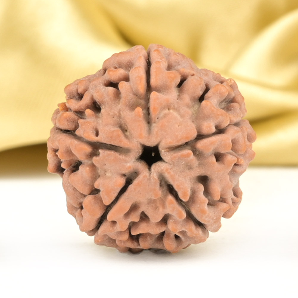 Collector 5 Mukhi from Nepal - DLXXXIX