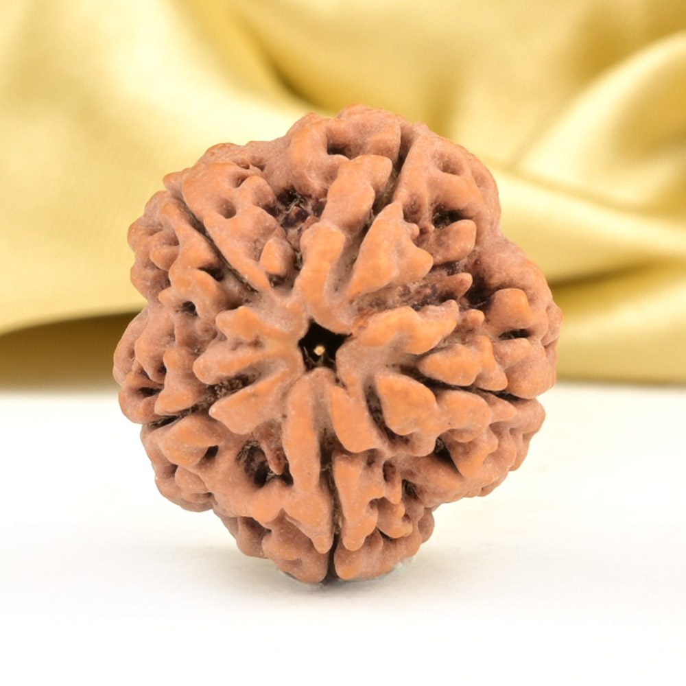 Collector 5 Mukhi from Nepal - DXC