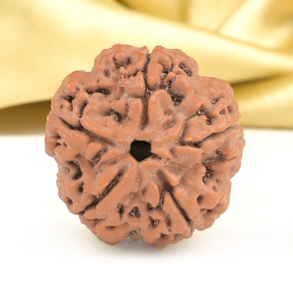 Collector 5 Mukhi from Nepal - DXCI