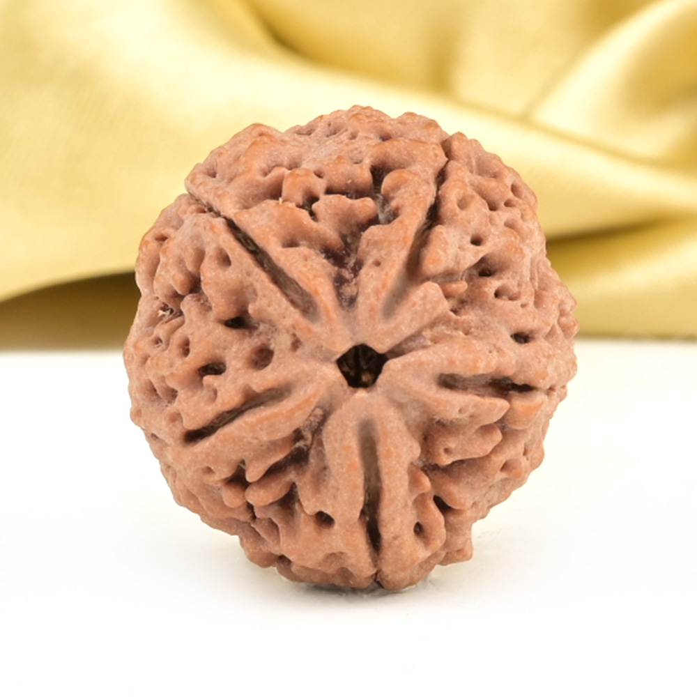 Collector 5 Mukhi from Nepal - DXCII