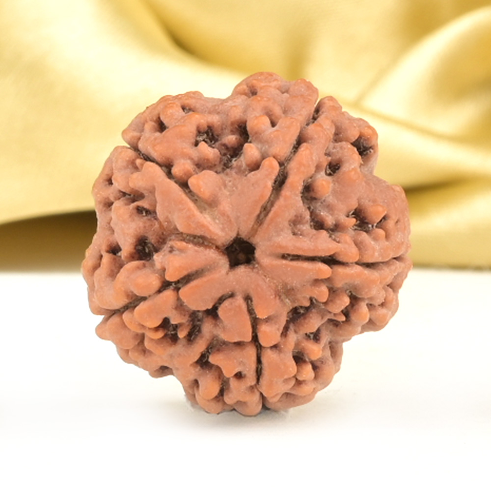 Collector 5 Mukhi from Nepal - DXCIII