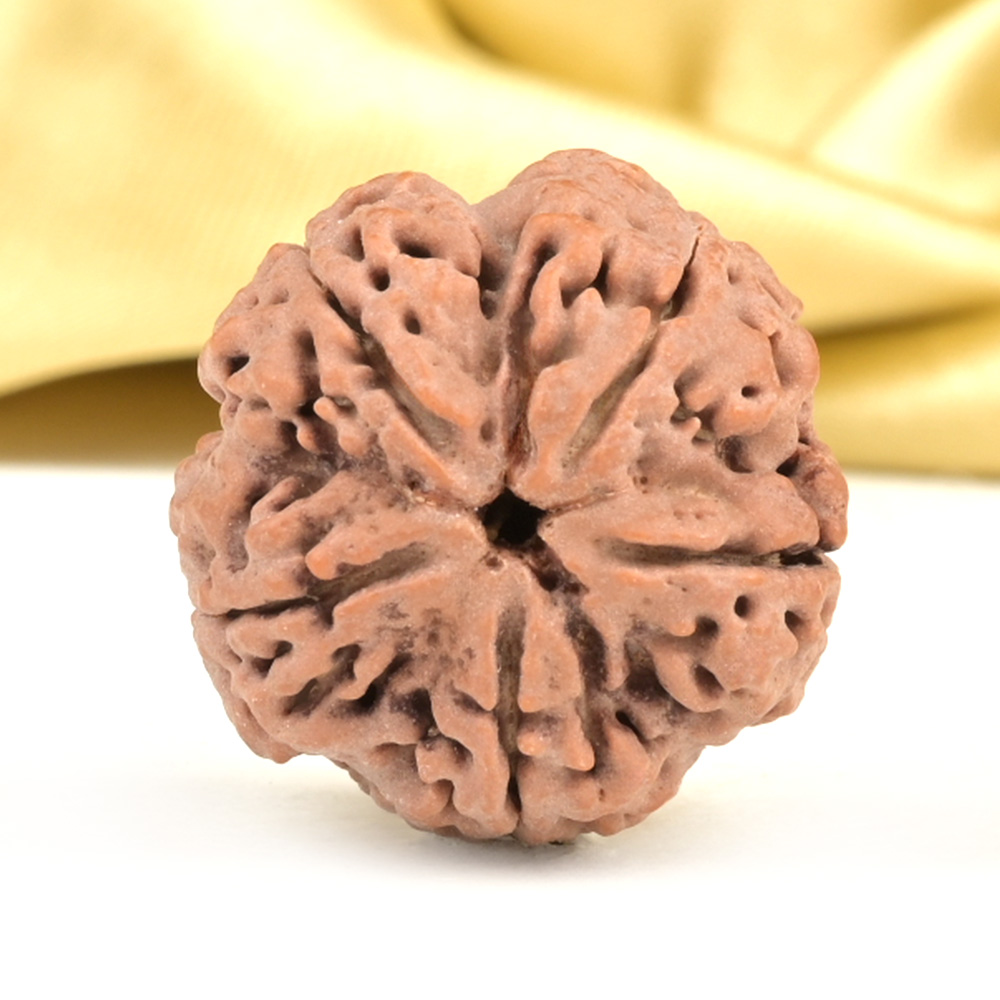 Collector 5 Mukhi from Nepal - DXCIV