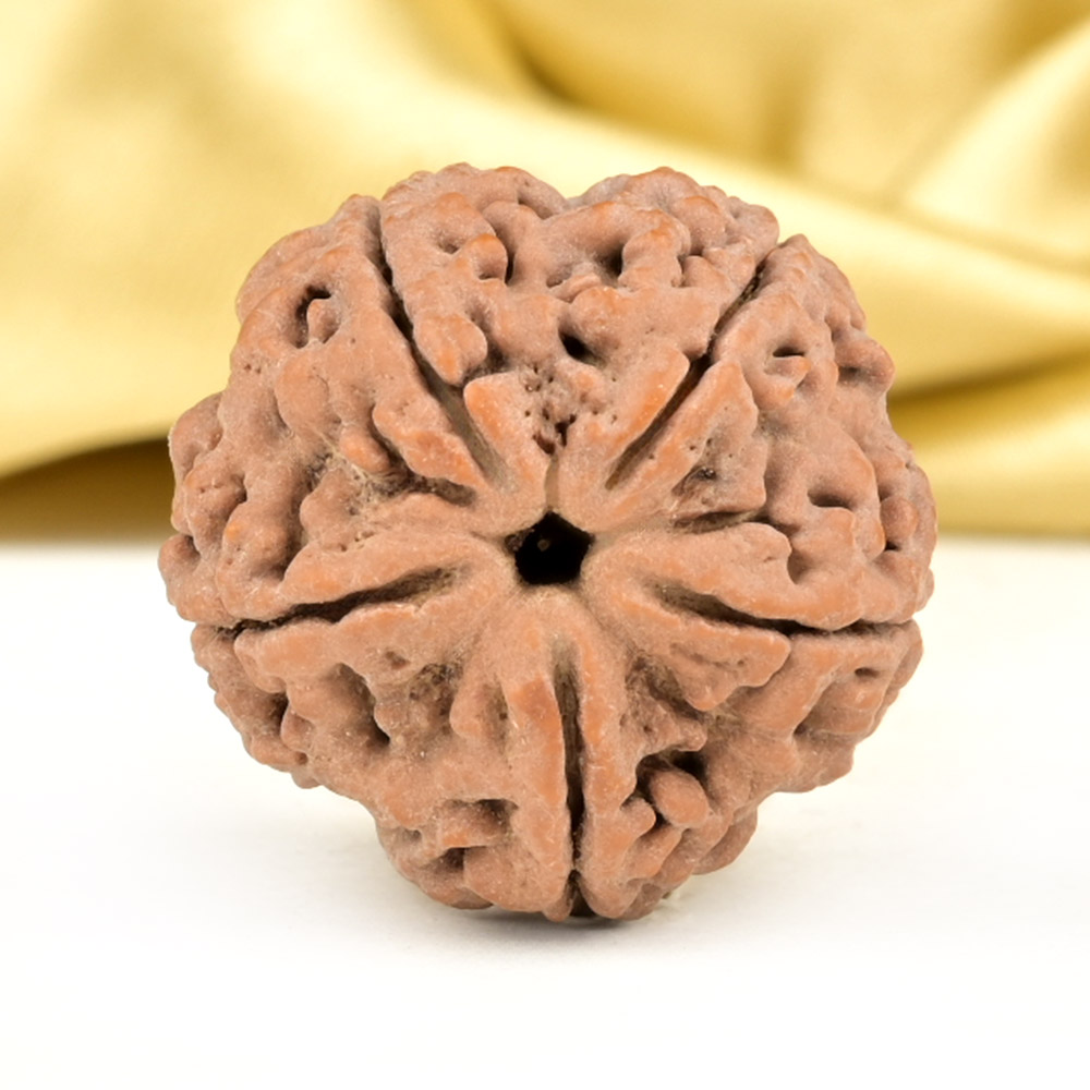 Collector 5 Mukhi from Nepal - DXCV