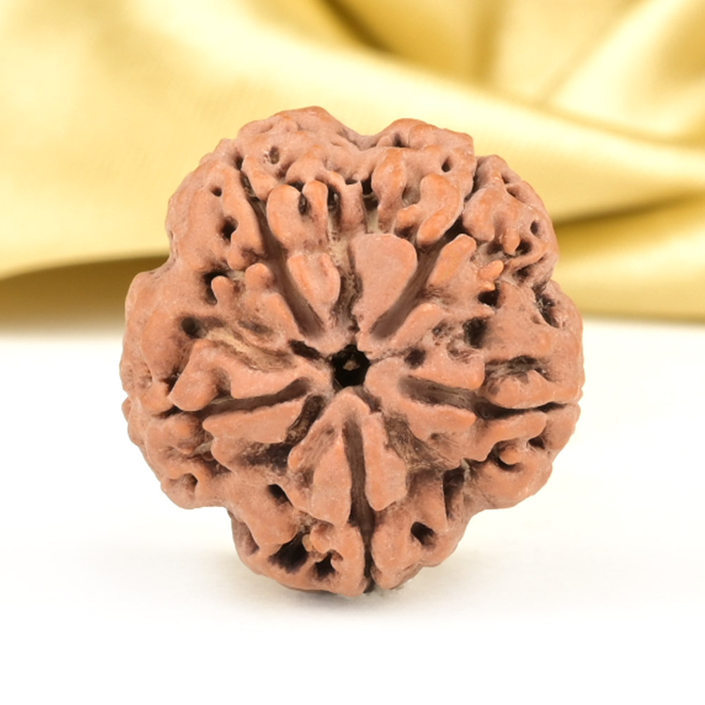 Collector 5 Mukhi from Nepal - DXCVII