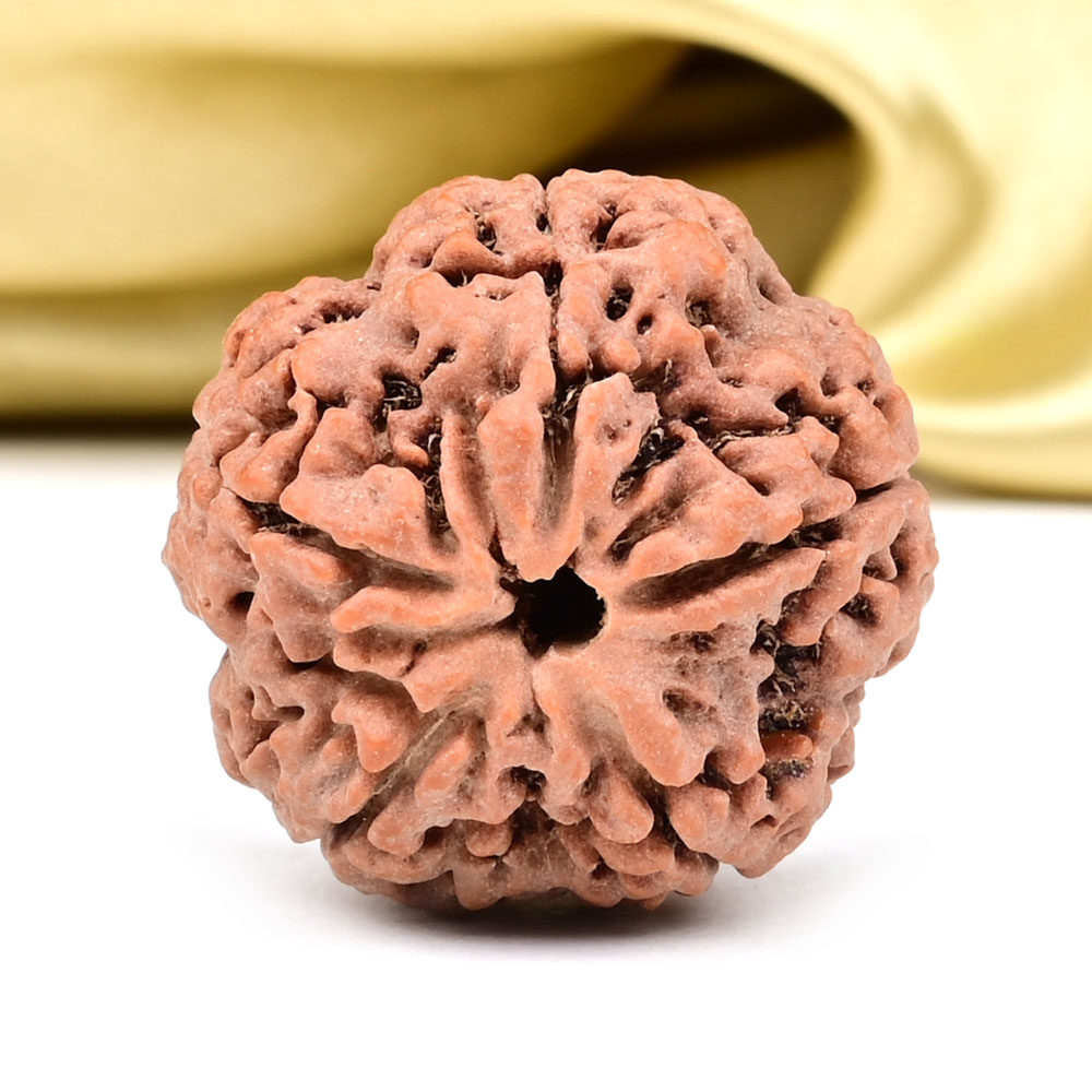 Super Collector 5 Mukhi from Nepal - DCLXVII