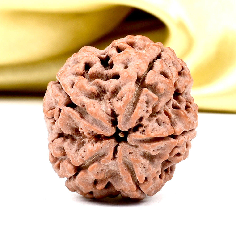 Super Collector 5 Mukhi from Nepal - DCLXVIII