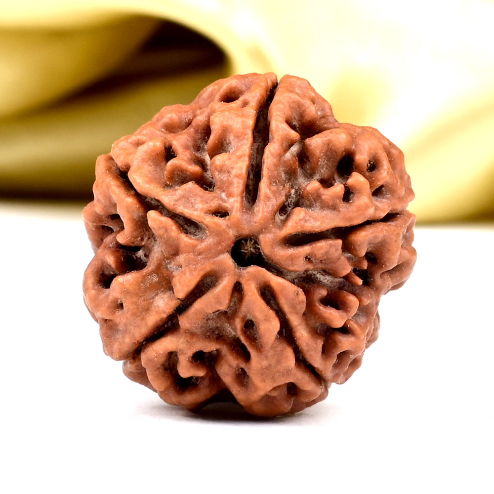 Super Collector 5 Mukhi from Nepal - DCLXIX