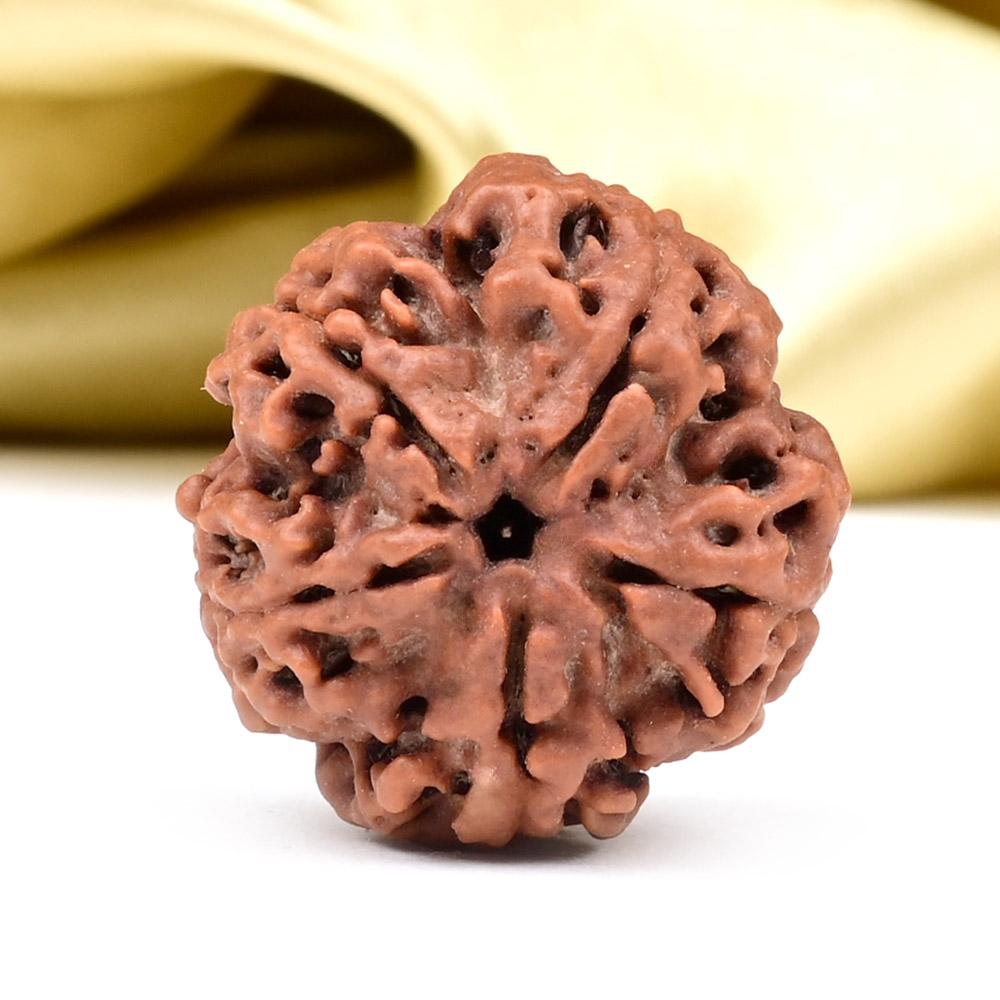 Super Collector 5 Mukhi from Nepal - DCLXX