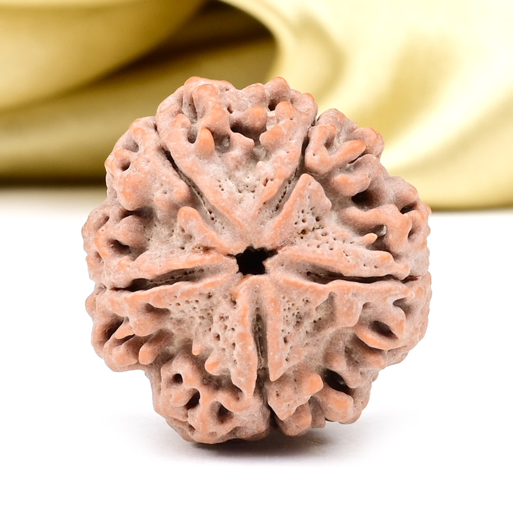 Super Collector 5 Mukhi from Nepal - DCLXXI