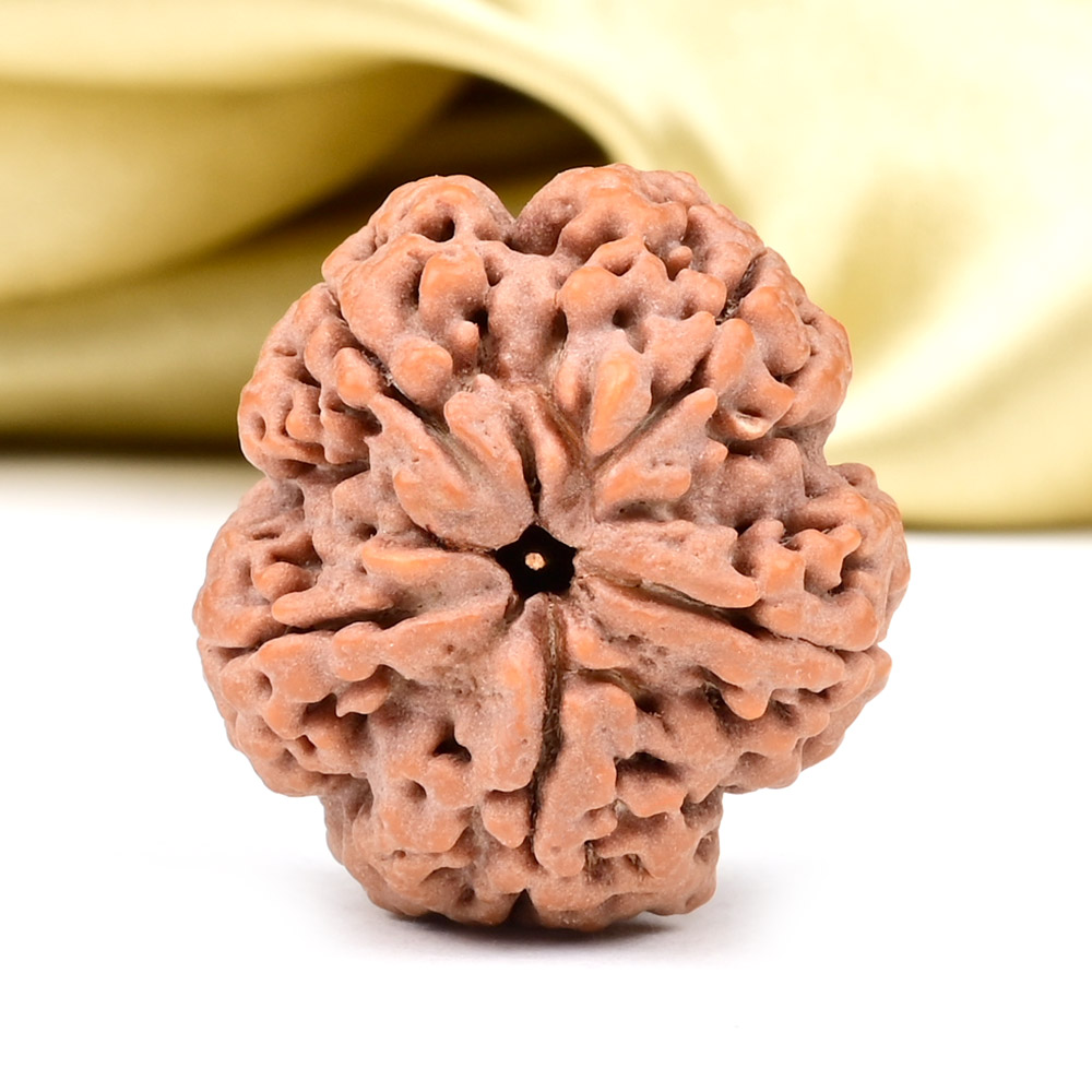 Super Collector 5 Mukhi from Nepal - DCLXXII