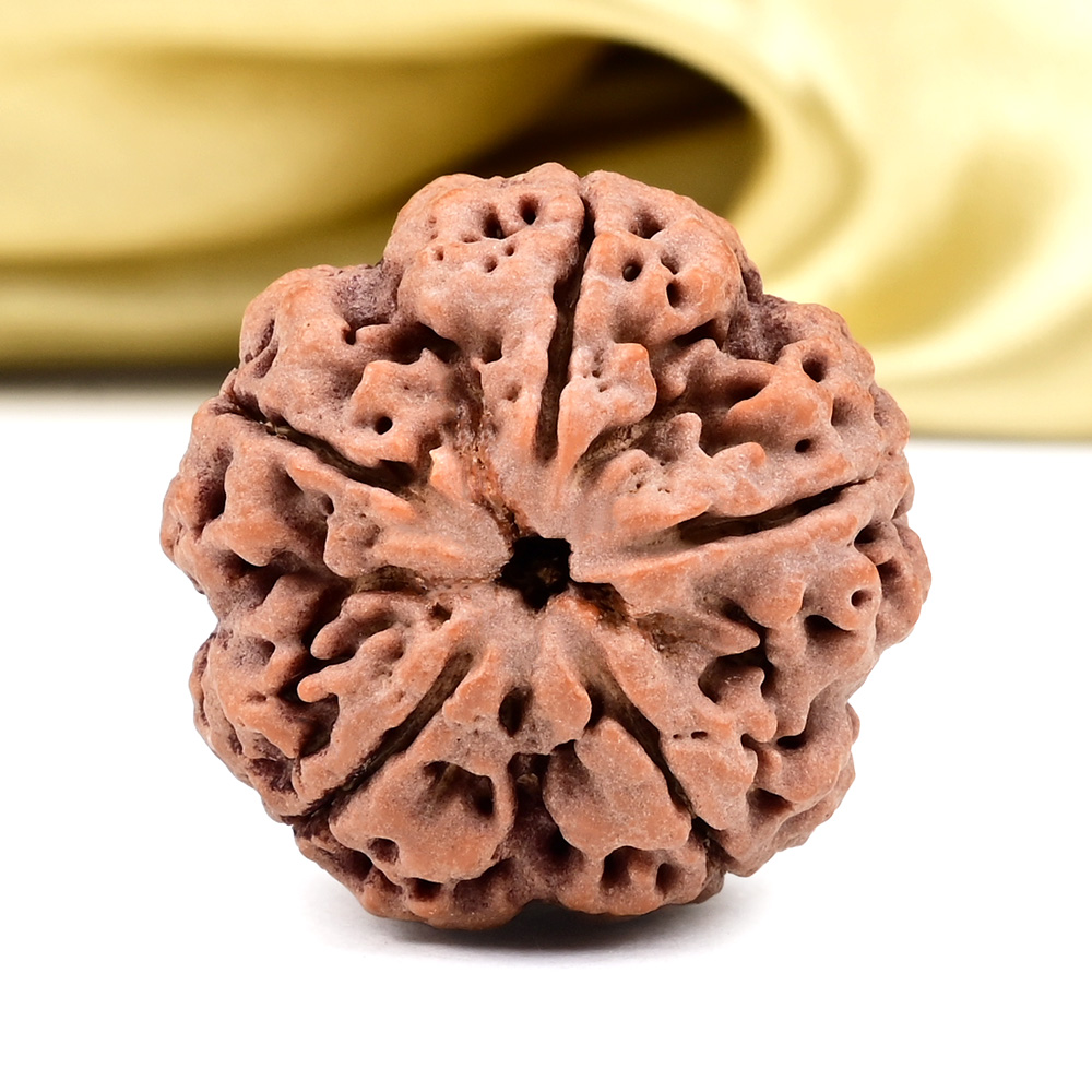 Super Collector 5 Mukhi from Nepal - DCLXXIII