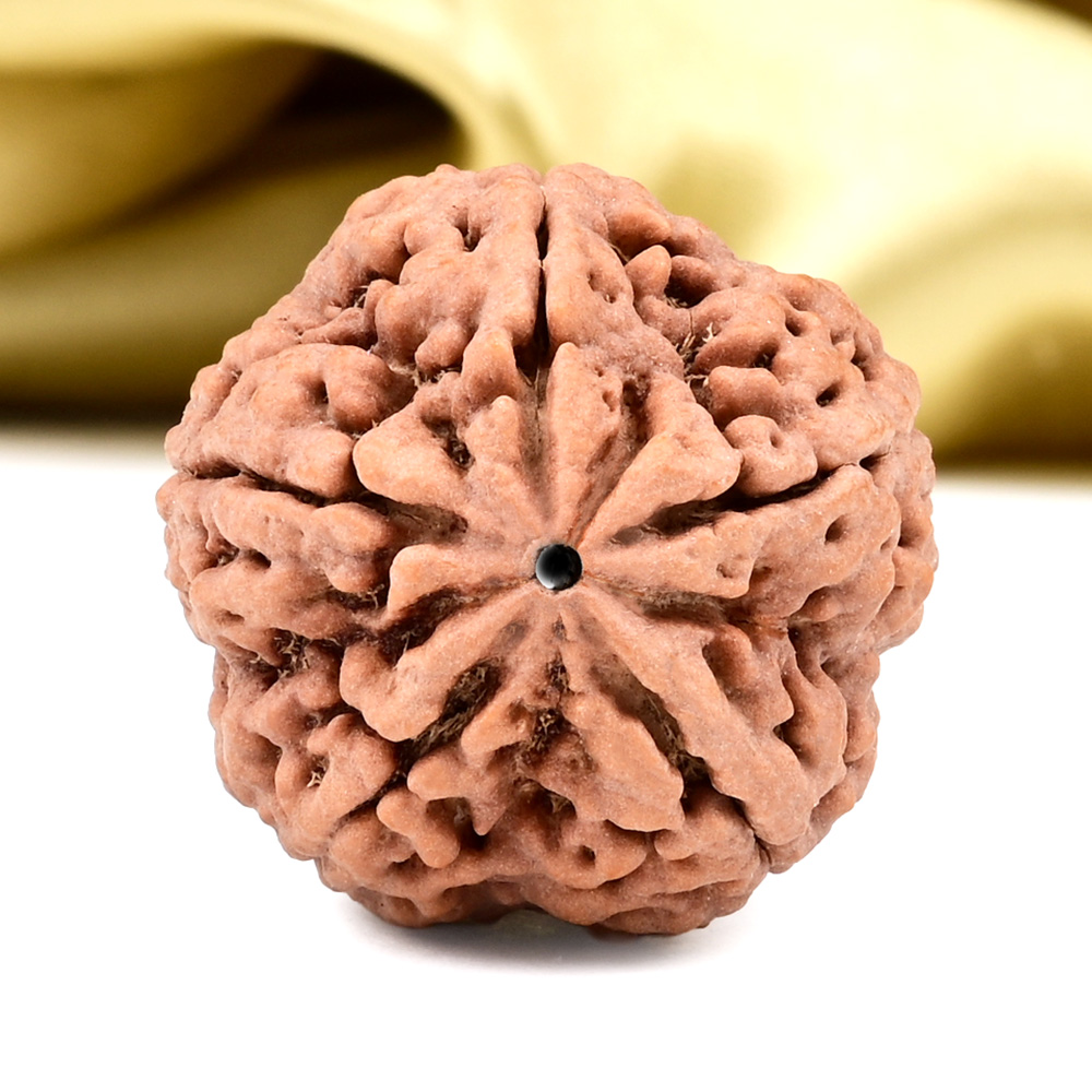 Super Collector 5 Mukhi from Nepal - DCLXXIV