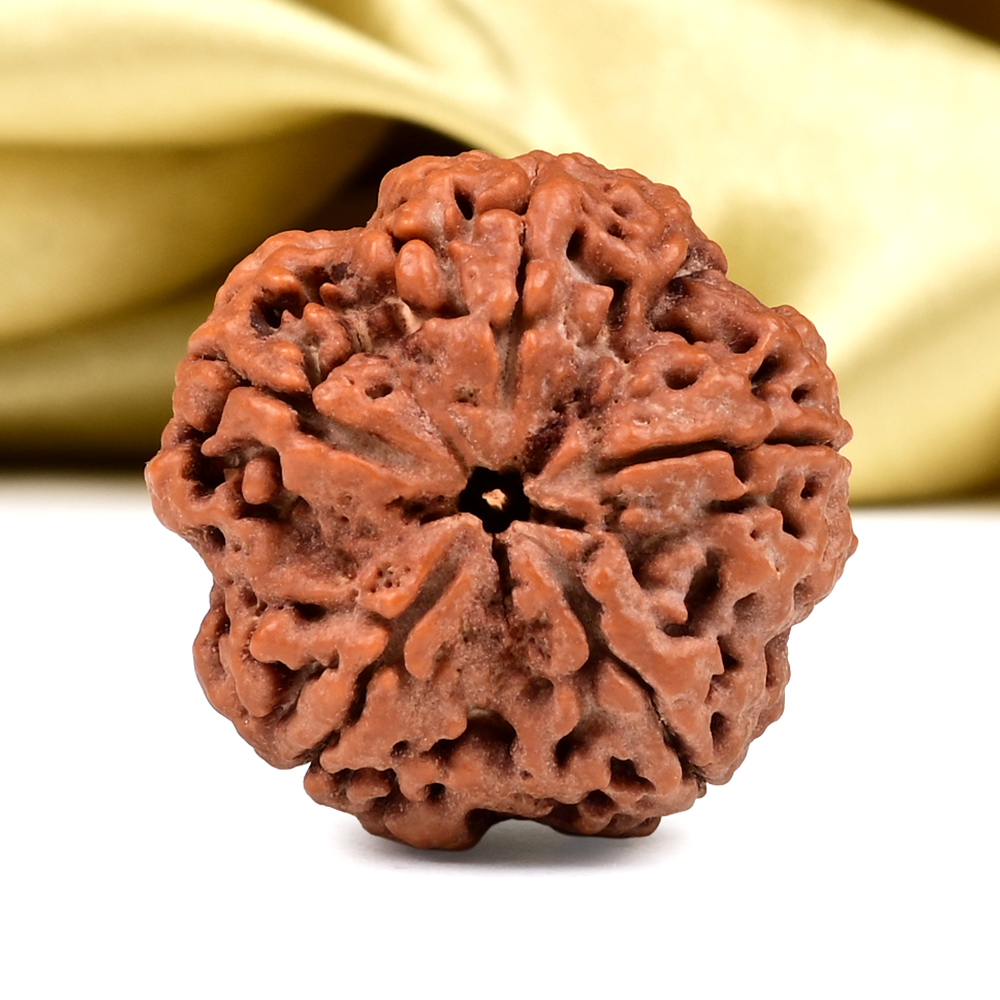 Super Collector 5 Mukhi from Nepal - DCLXXV