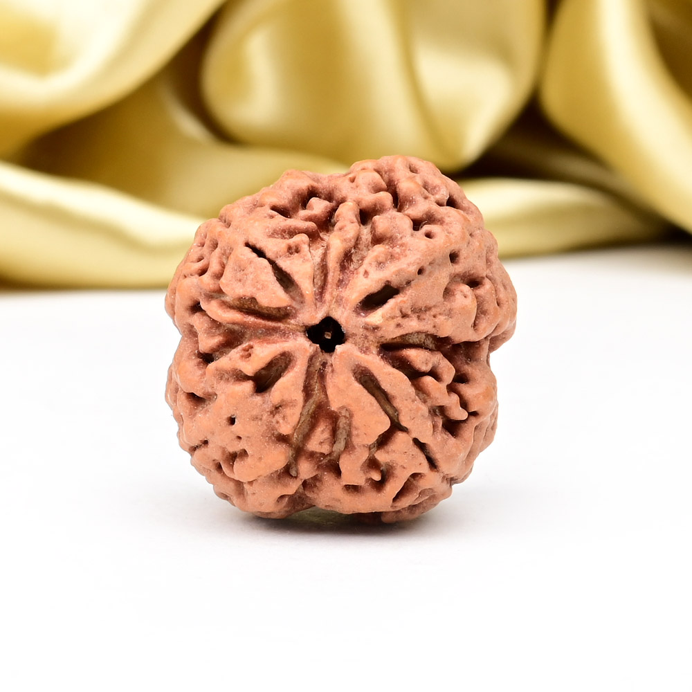 Collector 4 Mukhi from Nepal - DLXV