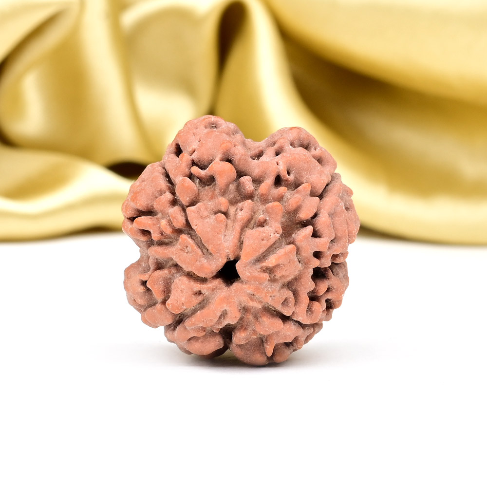 Collector 4 Mukhi from Nepal - DLXVI