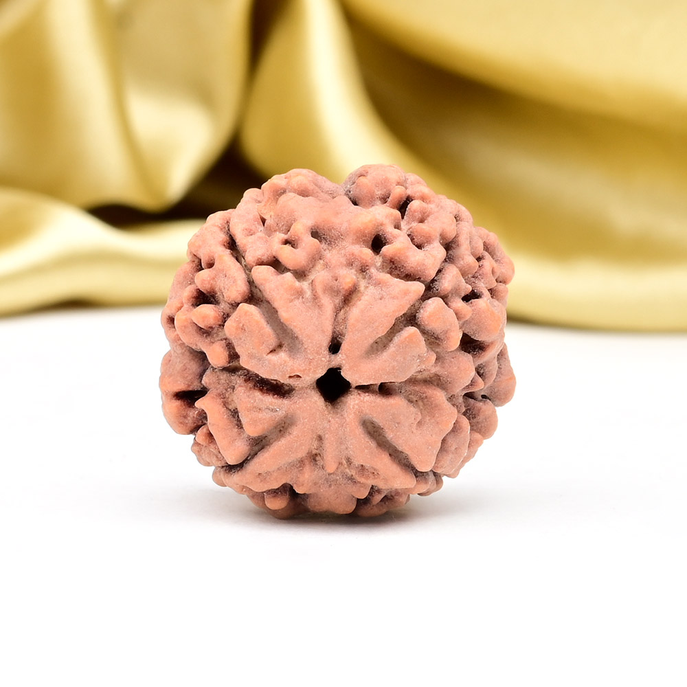 Collector 4 Mukhi from Nepal - DLXVII