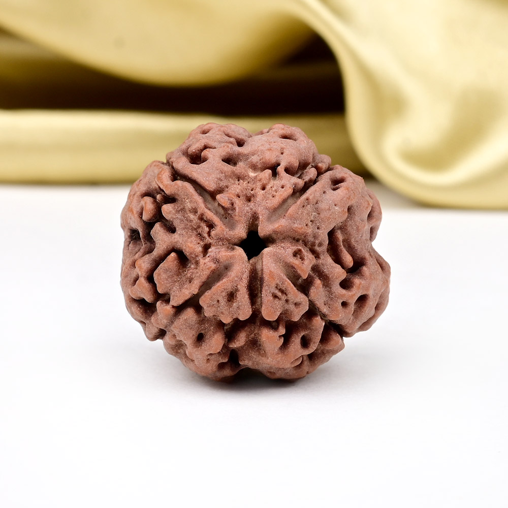 Collector 4 Mukhi from Nepal - DLXVIII