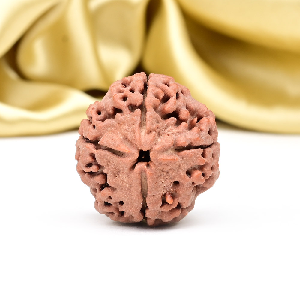 Collector 4 Mukhi from Nepal - DLXIX