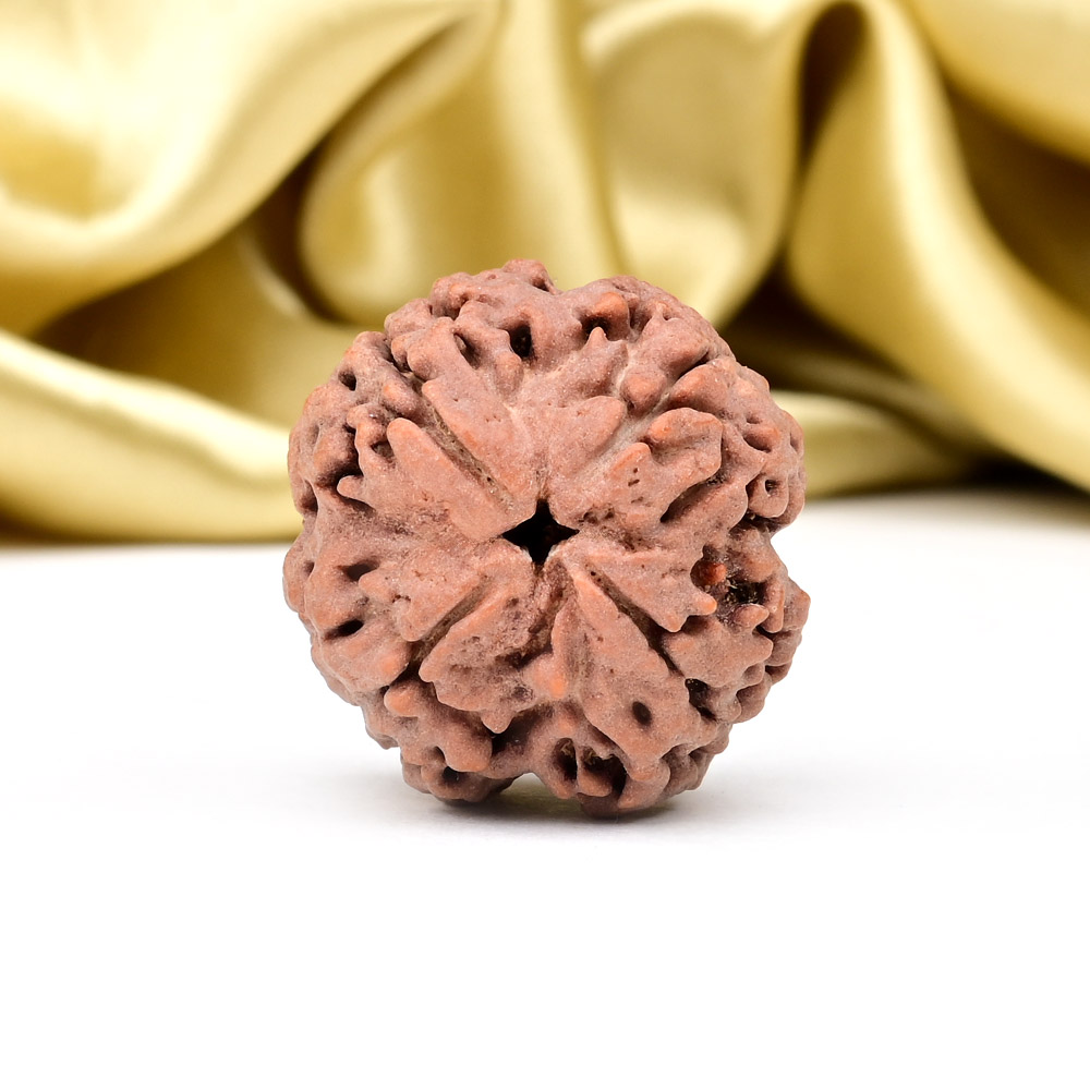 Collector 4 Mukhi from Nepal - DLXX