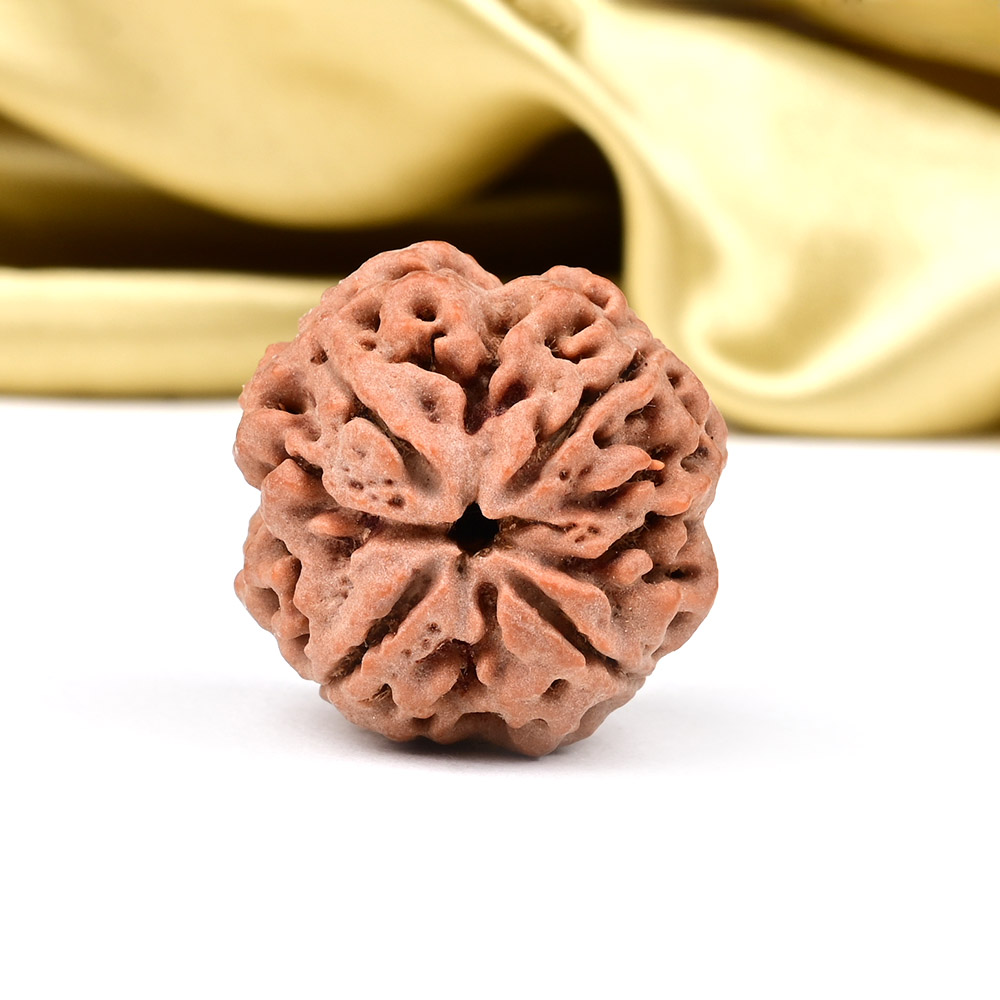 Collector 4 Mukhi from Nepal - DLXXV