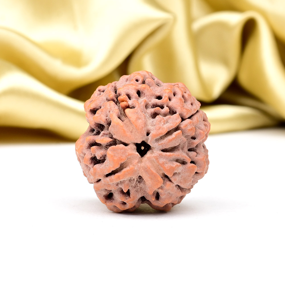 Super Collector 4 Mukhi from Nepal - CXCXI