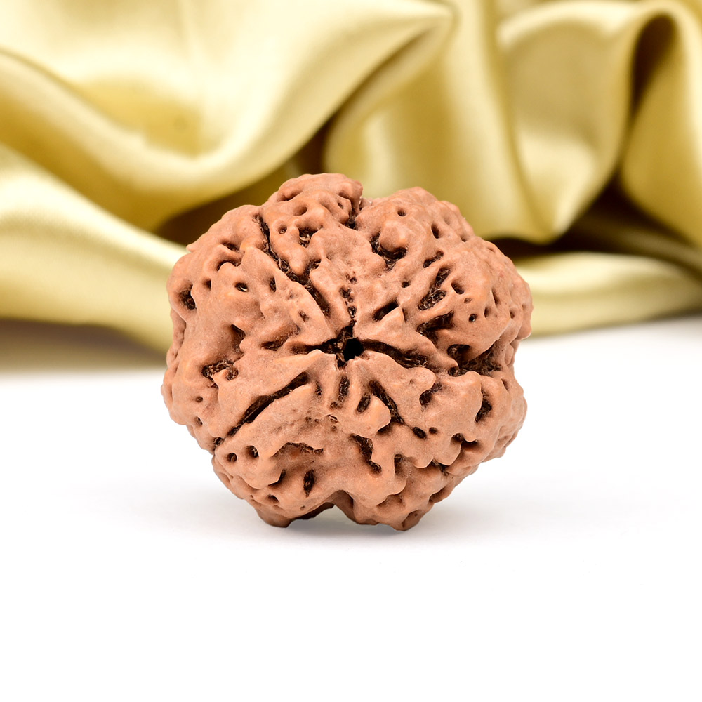 Super Collector 4 Mukhi from Nepal - CXCXII