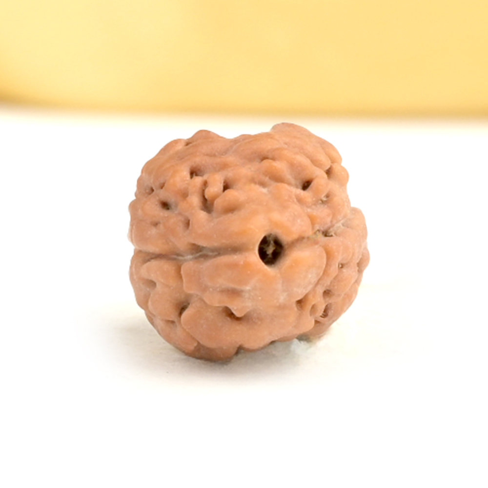 Rare 2 Mukhi from Nepal Small - RCLXIX