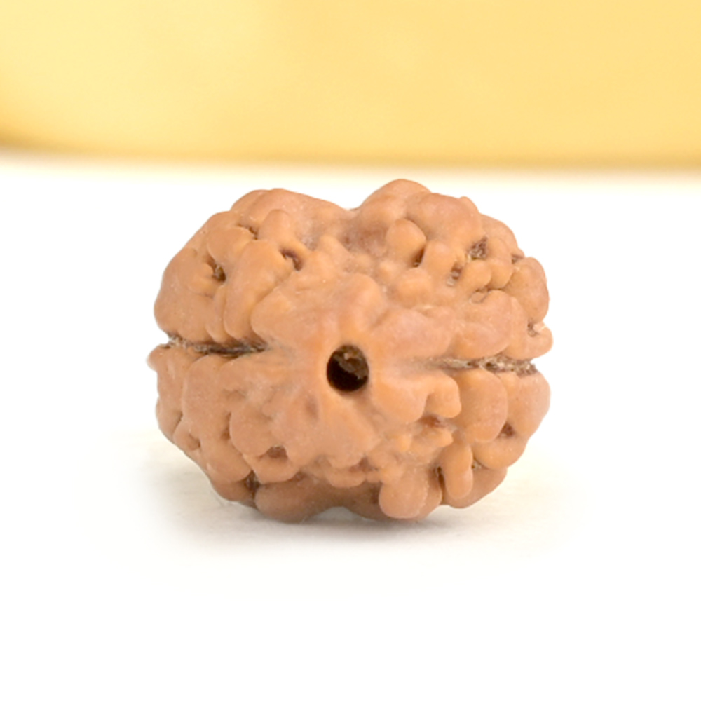 Rare 2 Mukhi from Nepal Small - RCLXX