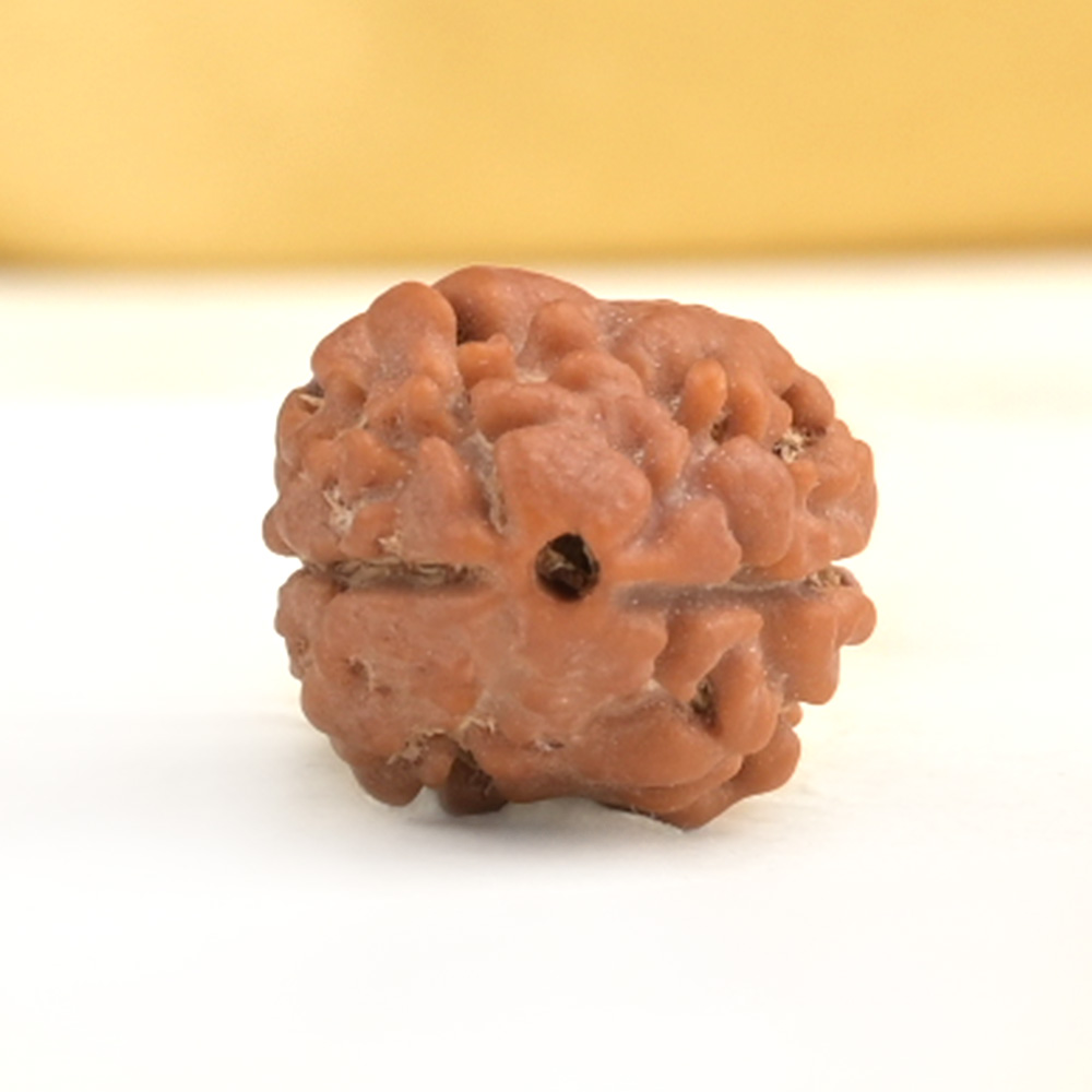 Rare 2 Mukhi from Nepal Small - RCLXXI