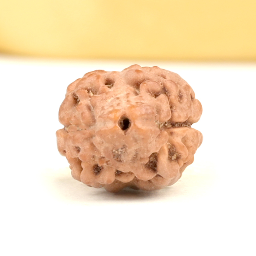 Rare 2 Mukhi from Nepal - CCX