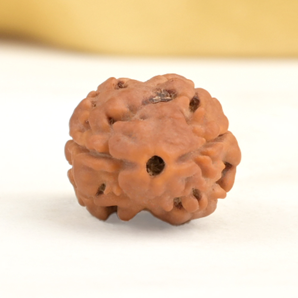 Rare 2 Mukhi from Nepal - CCXIII