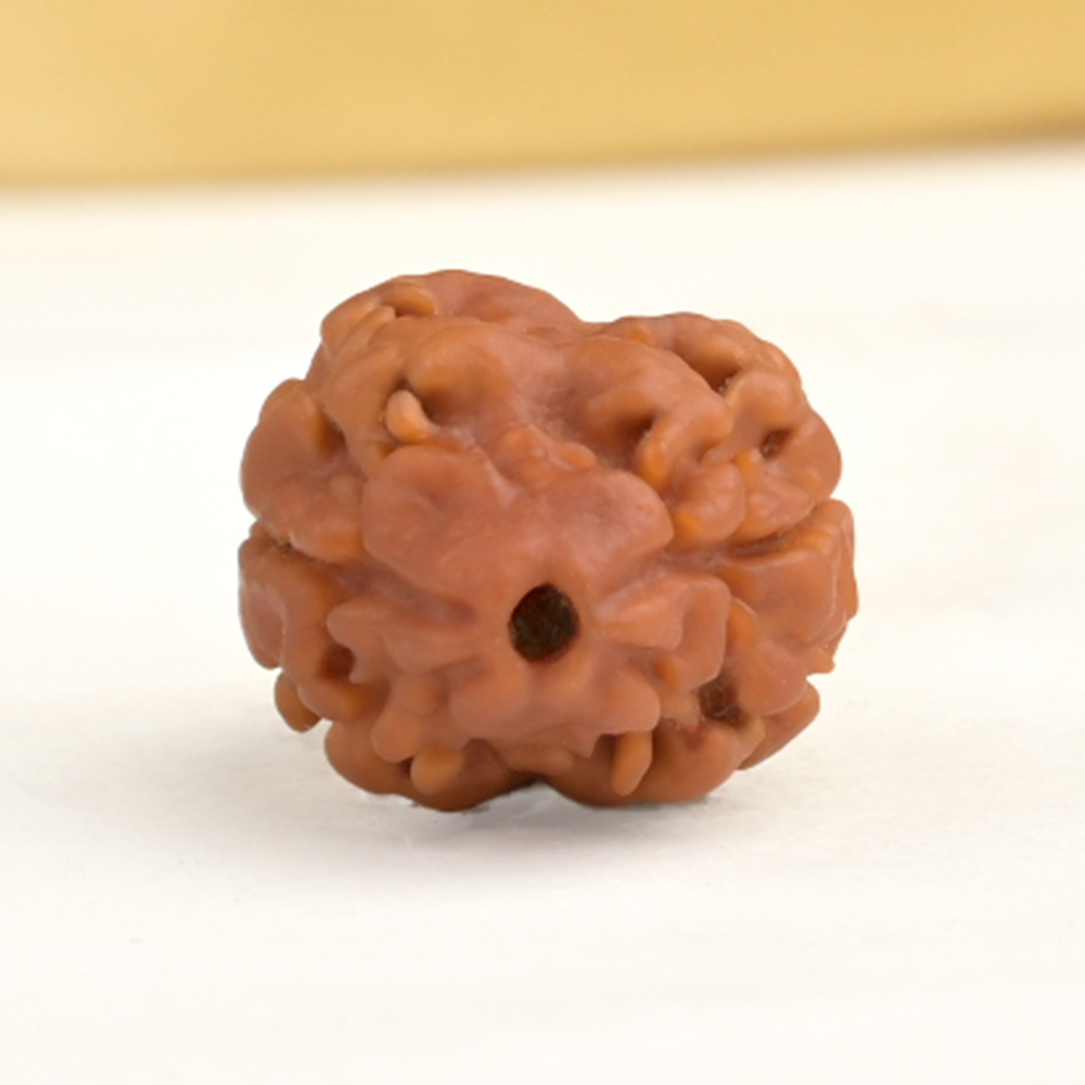 Rare 2 Mukhi from Nepal - CCXIV