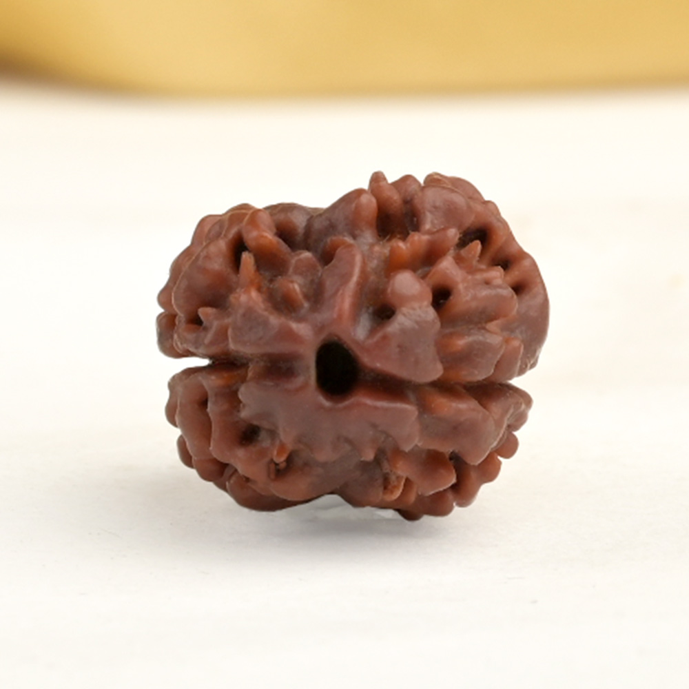 Rare 2 Mukhi from Nepal - CCXVI